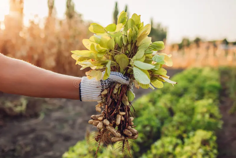 farmer-woman-picking-peanuts-worker-pulled-out-bunch-peanut-sprouts-autumn-harvesting-farming-gardening-concept-organic-158584970